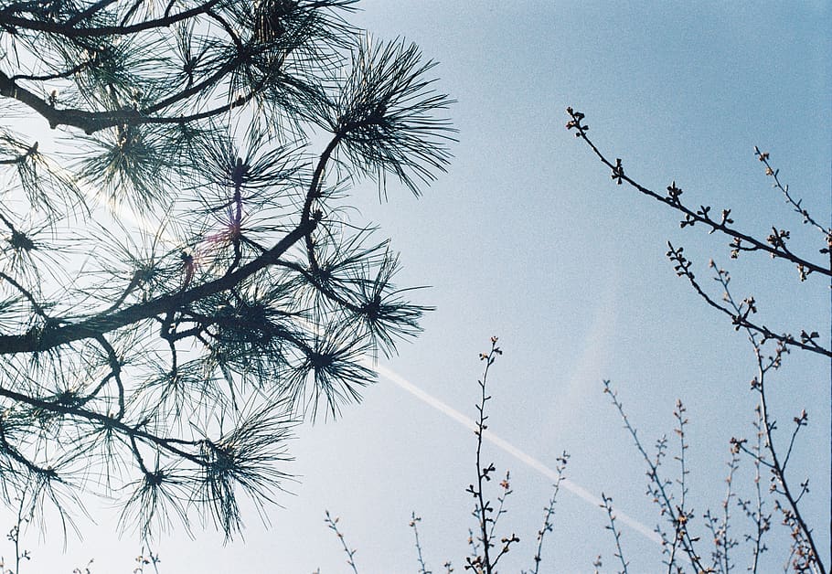 plant, tree, flower, conifer, bird, animal, blossom, nature HD wallpaper
