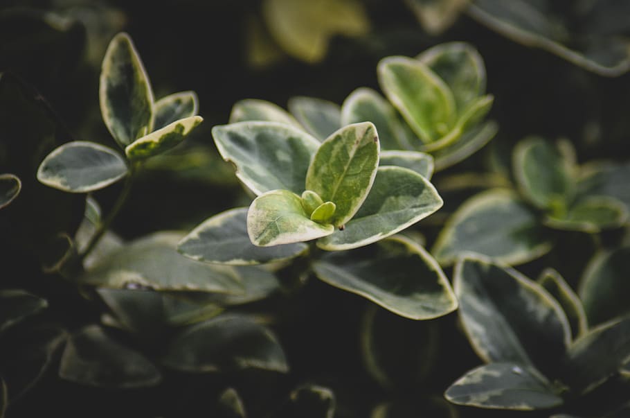 Close Up Photo of Green Leaf Plant, blossom, botanical, close-up HD wallpaper