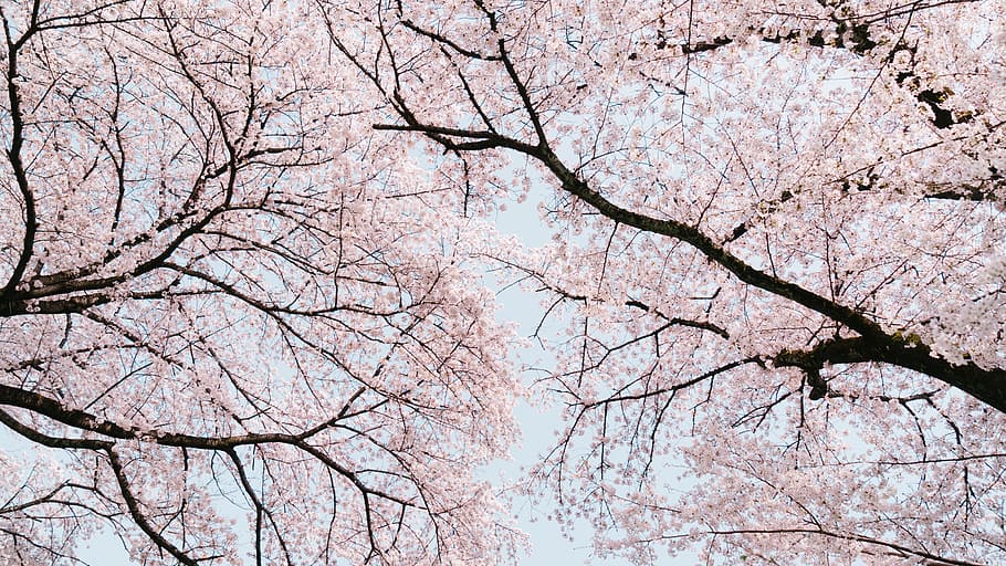 pink-leafed trees under blue sky during daytime, branch, flower HD wallpaper