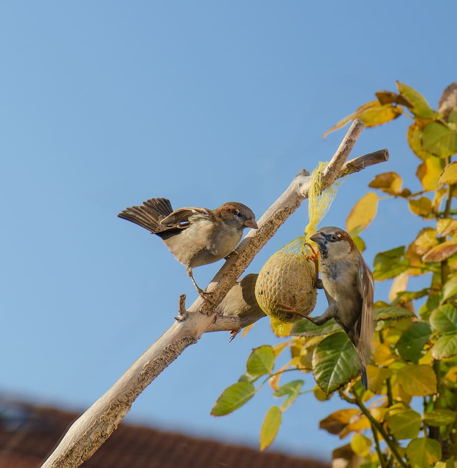 two bird on the tree trunk, animal themes, animal wildlife, animals in the wild HD wallpaper