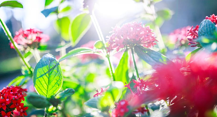 nature, green, leaf, blossom, flowers, plant, summer, spring HD wallpaper