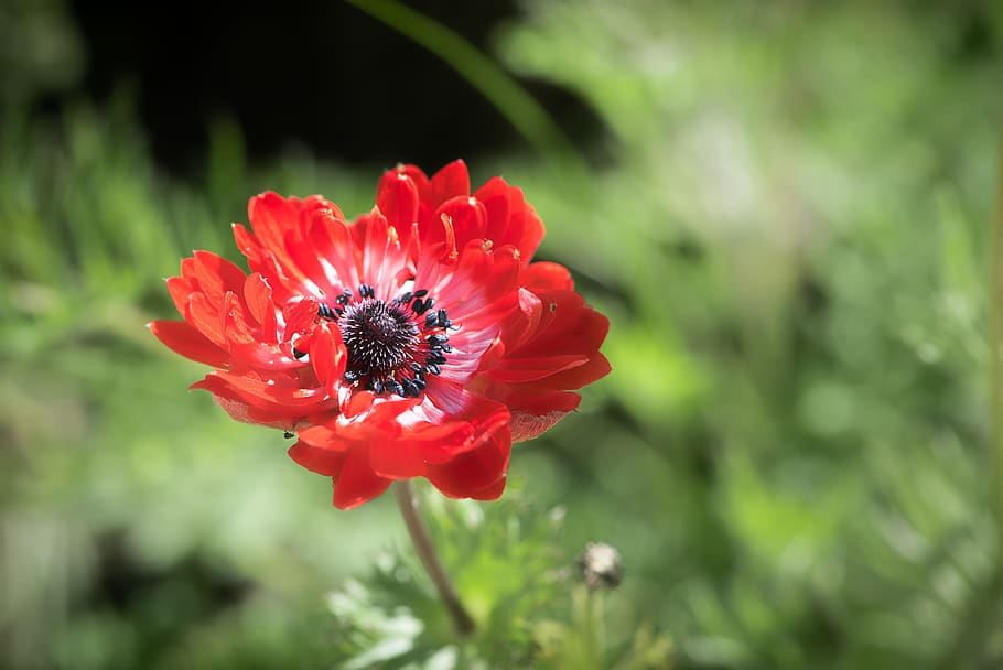 anemone, red, red anemone, flower, blossom, bloom, red flower
