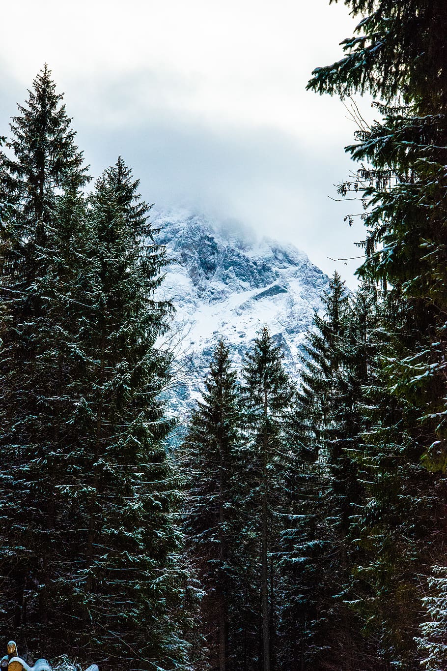 green-leafed tree, plant, beauty in nature, mountain, sky, scenics - nature HD wallpaper