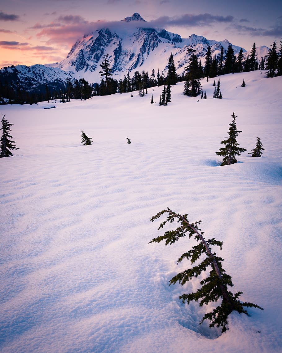 land covered in snow, tree, plant, fir, abies, pine, nature, outdoors HD wallpaper