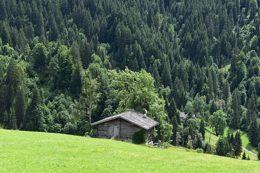 house surrounded by trees, building, nature, outdoors, rural HD wallpaper
