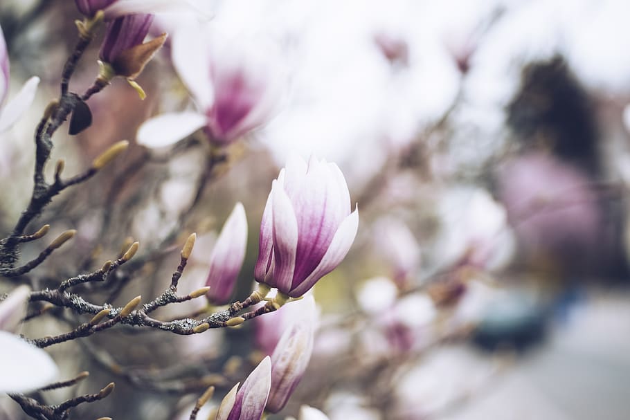 Flowering Tree in Bloom, beautiful, beauty, blooming, blossom HD wallpaper