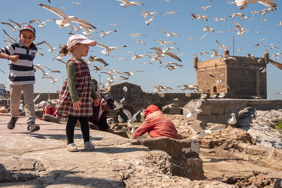 morocco, essaouira, seagulls, birds, esauira, marruecos, photography, HD wallpaper