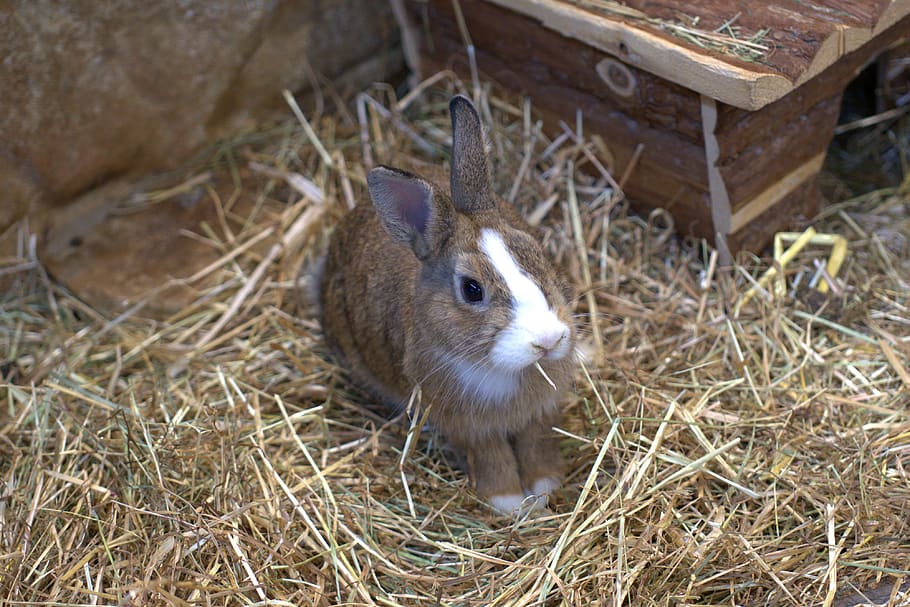 Hd Wallpaper Dwarf Rabbit Hare Pet Easter Cute Garden