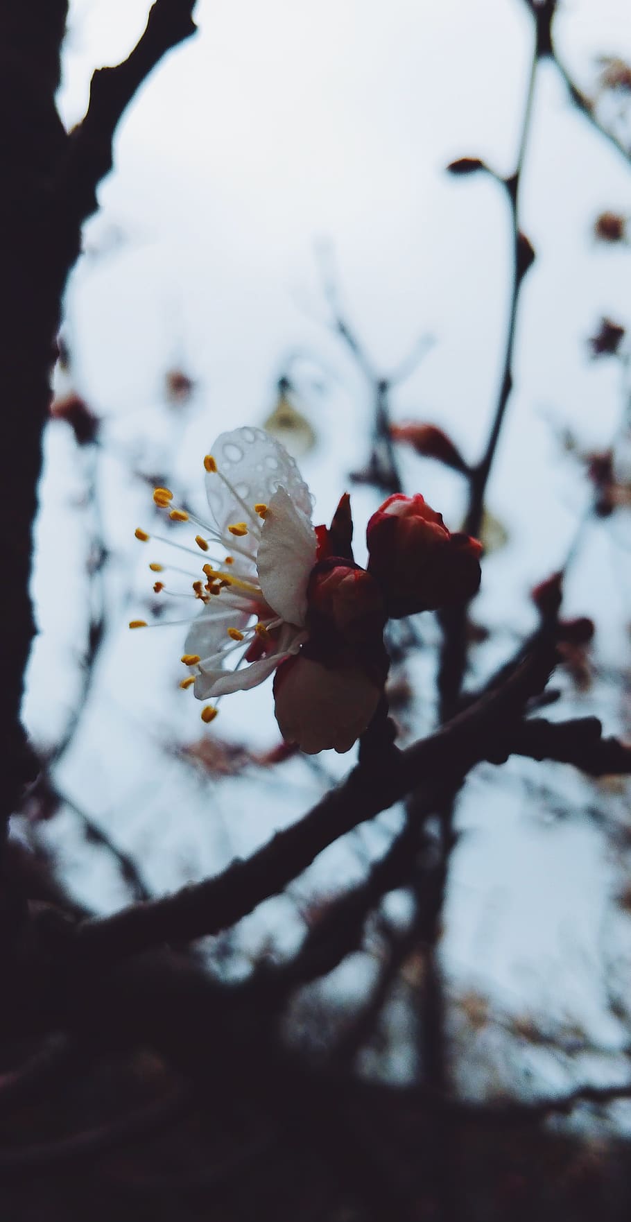 plant, beauty in nature, flower, growth, flowering plant, tree HD wallpaper