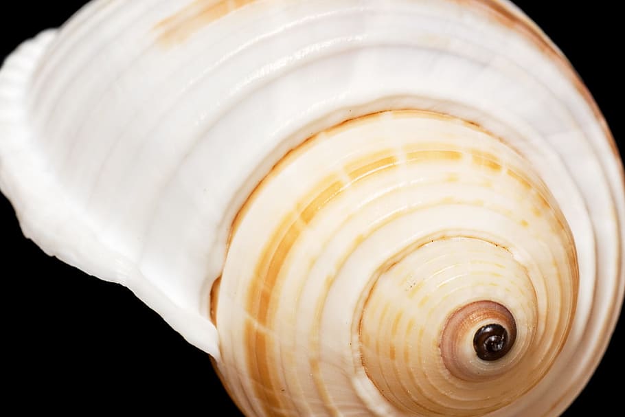 black, bone, close-up, closeup, coast, coastline, cockle-shell HD wallpaper