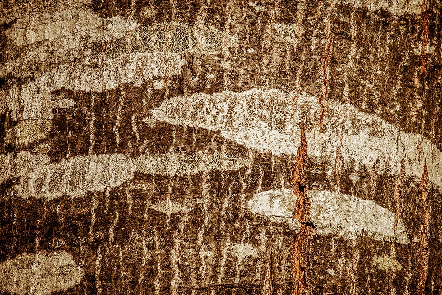 tree, tree bark, log, scarlet oak, nature, wood, structure HD wallpaper