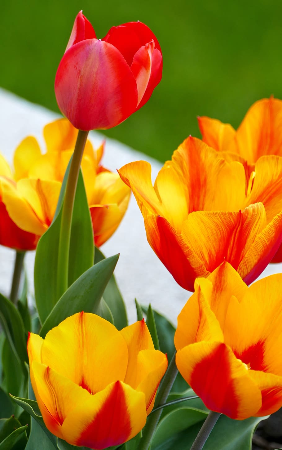 nature, garden, flowers, tulips, spring, leaves, sun, light, HD wallpaper