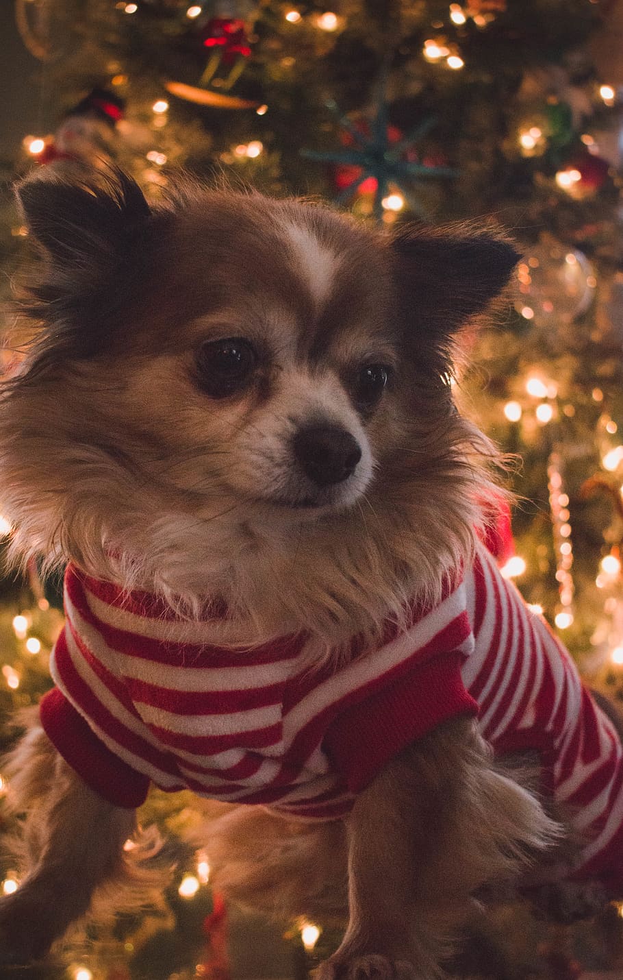 brown and white long coat small dog with red and white striped shirt, HD wallpaper