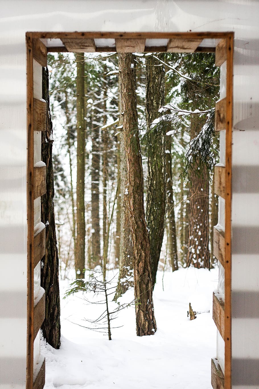 trees, forest, snow, winter, photo, canon, cold temperature HD wallpaper