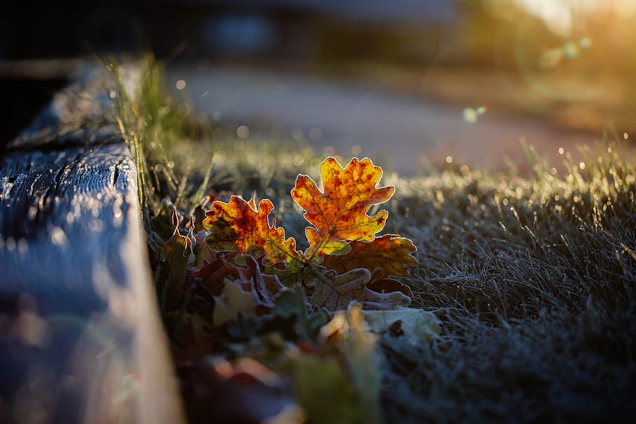 orange flower, united states, farmington hills, maple leaf, flora HD wallpaper