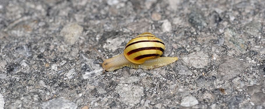 snail, crawl, insect, shell, slow, animal themes, animal wildlife HD wallpaper