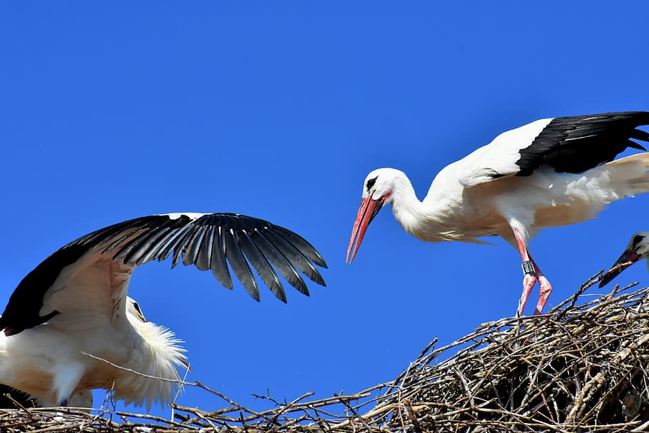 stork, flying, wing, birds, plumage, nature, animals, rattle stork HD wallpaper
