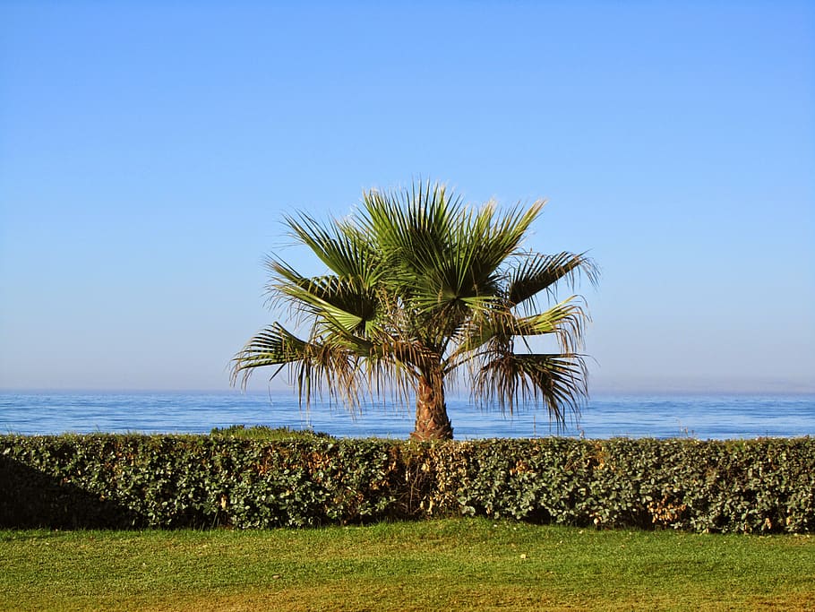 spain, estepona, sunny, grass, blue, trees, sea, seashore, green HD wallpaper