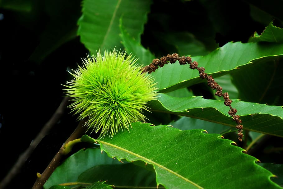 castanea, garden, tree, fruit, foliage, ornament, leaf, plant part, HD wallpaper