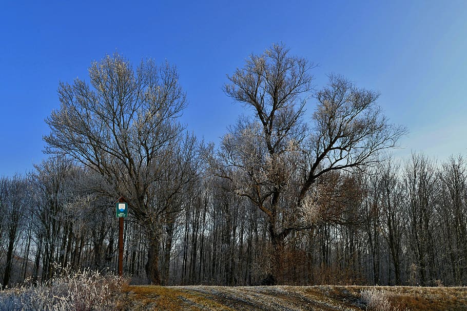 trees, forest, trade, area, winter, frost, plant, bare tree HD wallpaper