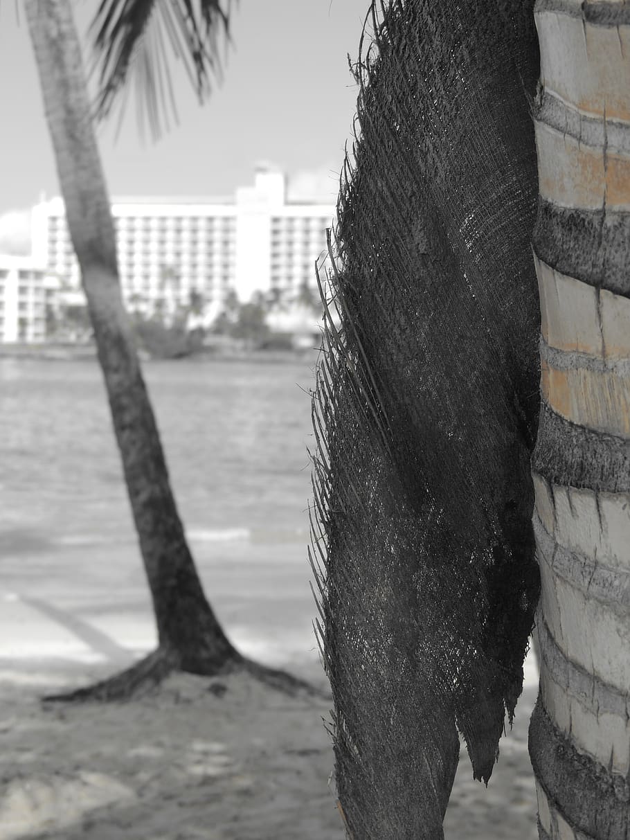puerto rico, focus on foreground, close-up, day, built structure HD wallpaper