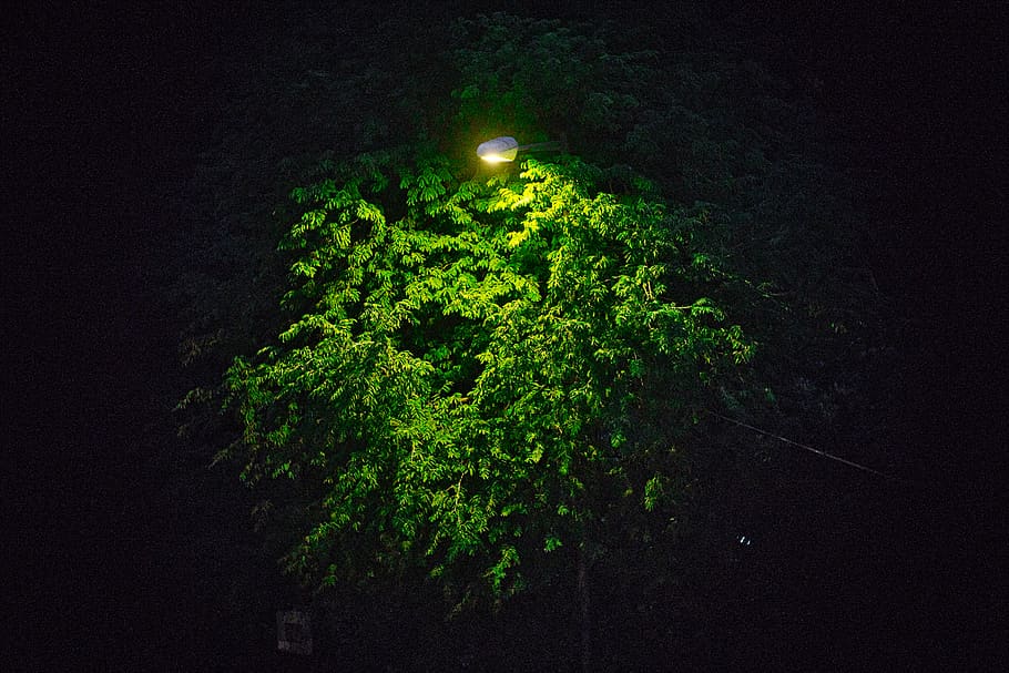 night, plant, green color, growth, illuminated, tree, no people HD wallpaper