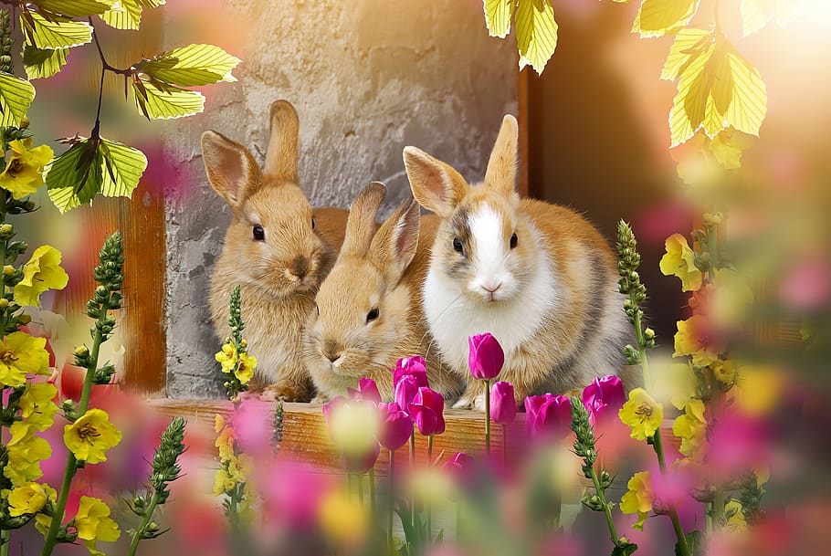 rabbit, out, easter, easter time, sweet, small cute, flowers, HD wallpaper