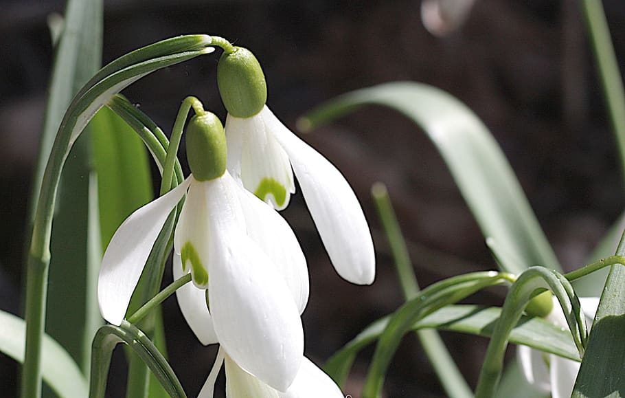 snowdrop, flower, spring, nature, plant, garden, blossom, bloom HD wallpaper