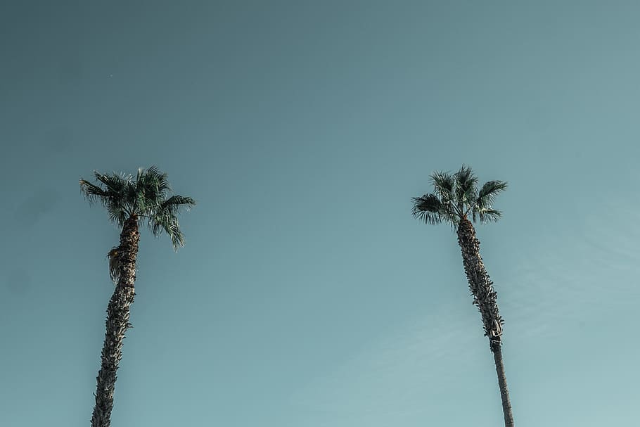 Green-leafed Trees, coconut trees, daylight, low angle shot, outdoors HD wallpaper