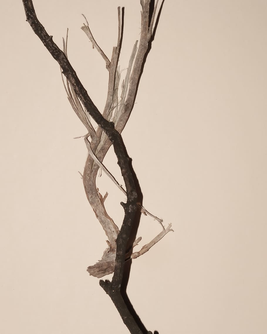 brown and black stick, wood, driftwood, plant, tree, animal, bird HD wallpaper