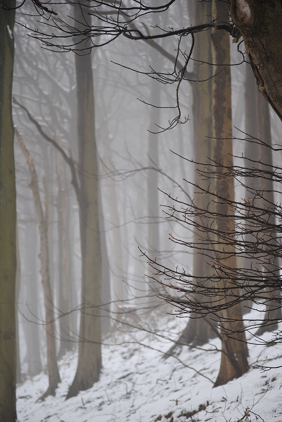 mystical, trees, forest, nature, mood, landscape, fog, magic HD wallpaper