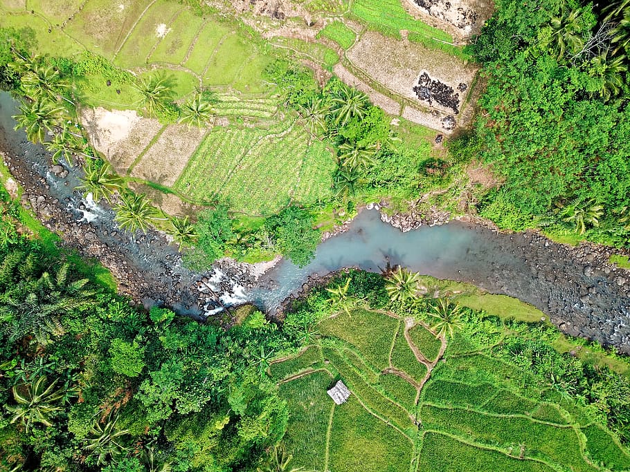 Aerial Photography of Rice Field, aerial shot, bird's eye view