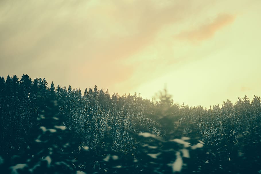 forest, ice, snow, winters, jungle, tree, gree, plant, beauty in nature HD wallpaper