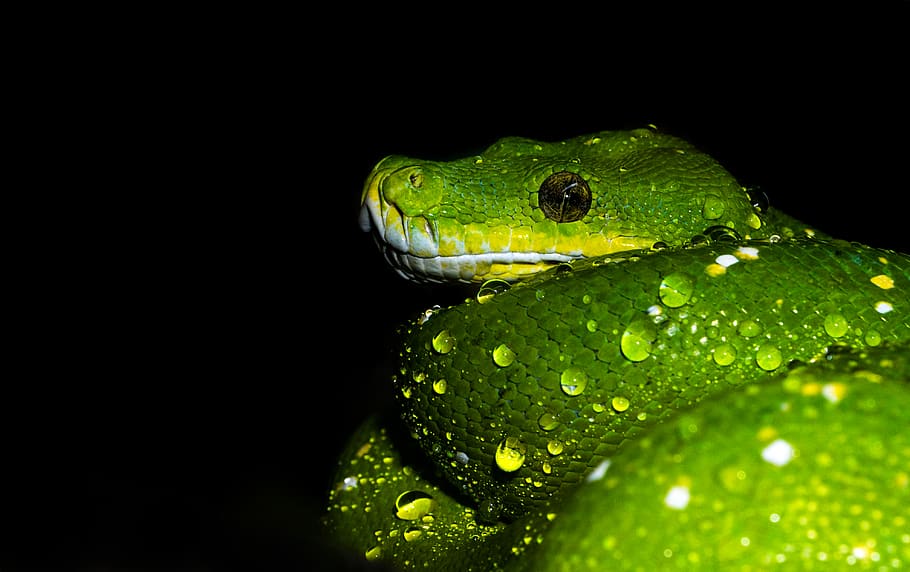 green snake during nighttime, reptile, australia, animal, koala gardens, HD wallpaper