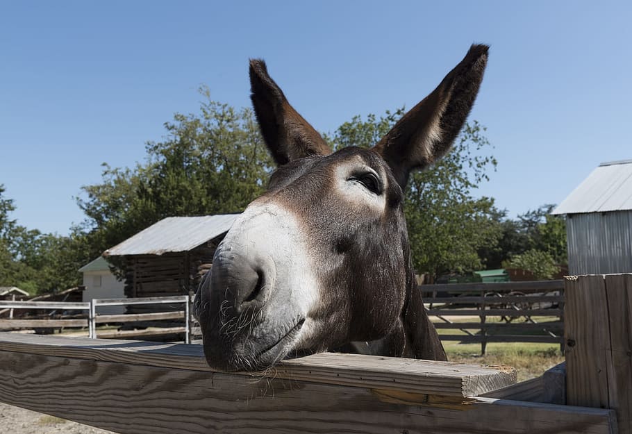 close, closeup, mule, donkey, animal, wild, nature, animal themes HD wallpaper
