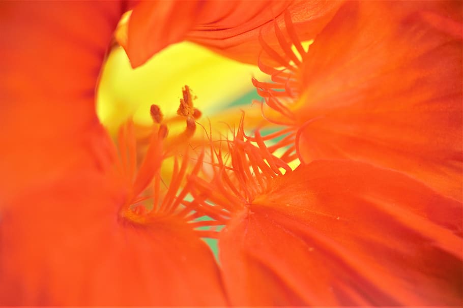 flower, macro, blur, garden, flowering plant, petal, fragility HD wallpaper