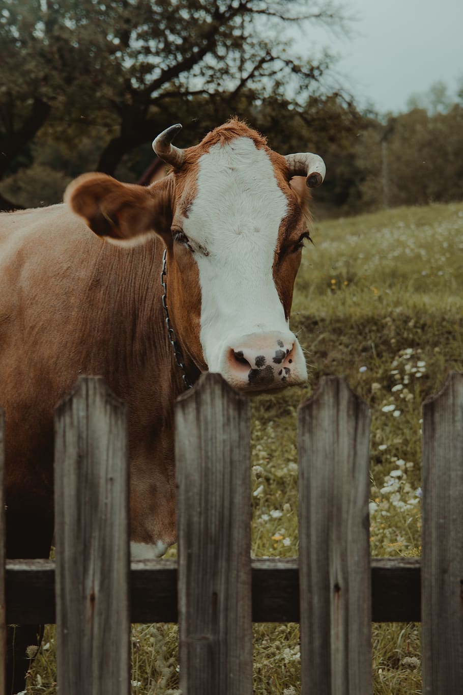 romania, suceava, cow, fields, village, grass, animal, domestic animals HD wallpaper
