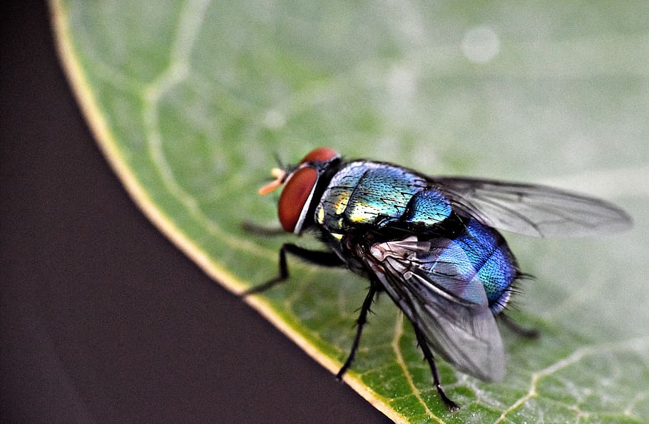 housefly, insect, macro, pest, animal wildlife, animal themes HD wallpaper