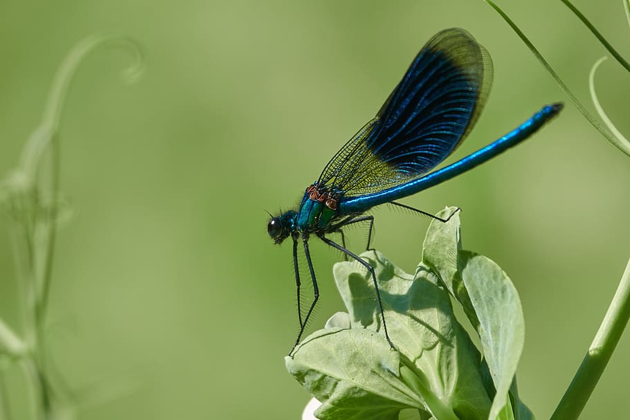 dragonfly, grass, insect, summer, wing, green, macro, flower HD wallpaper