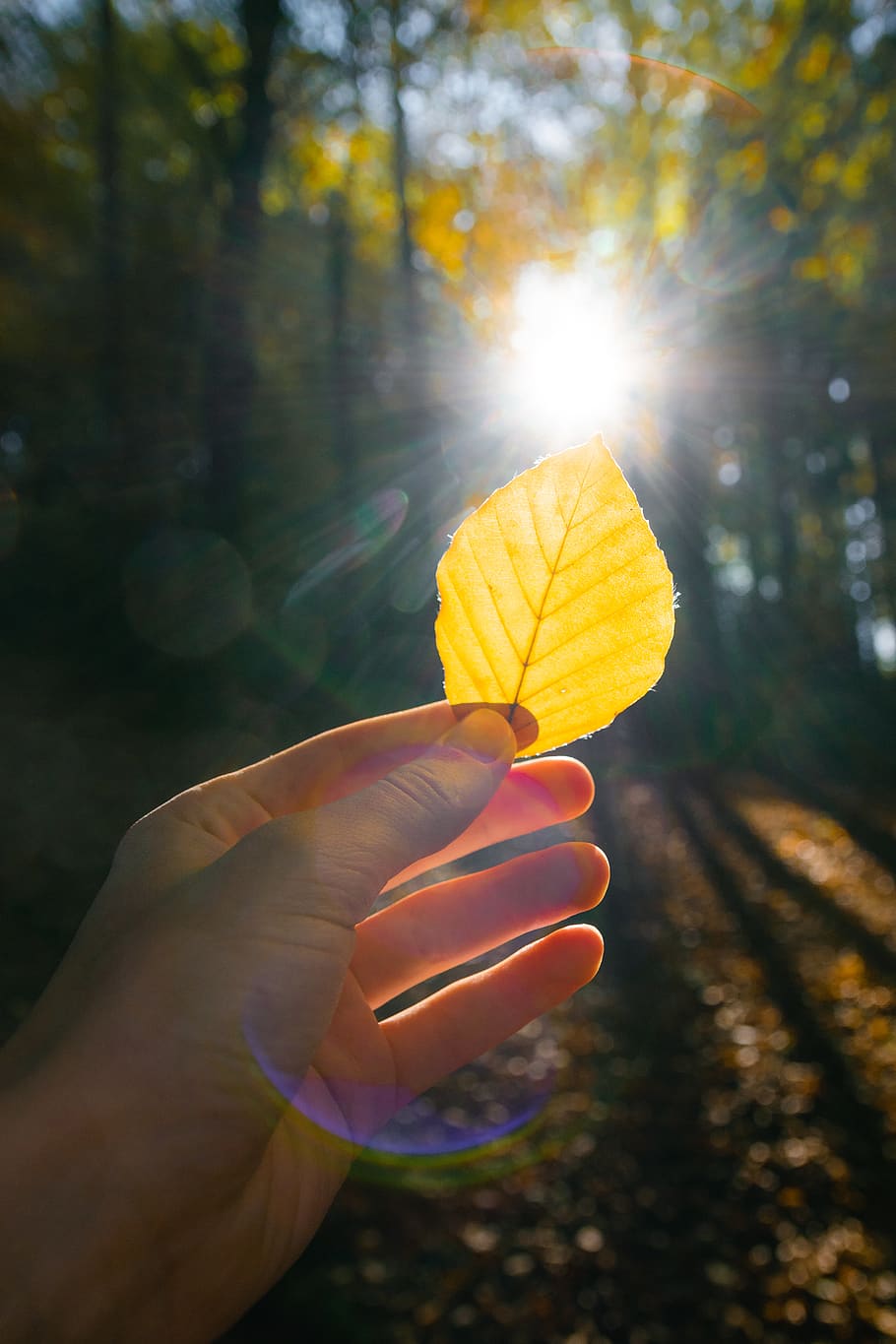 germany, light, golden, leaf, fall, season, sun, autumn, yellow HD wallpaper