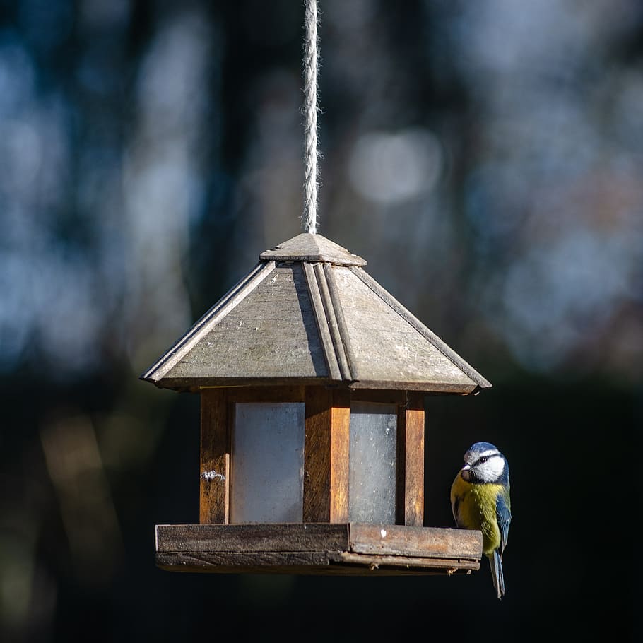 bird, tit, blue, cute, garden, plumage, animals, spring, vertebrate HD wallpaper
