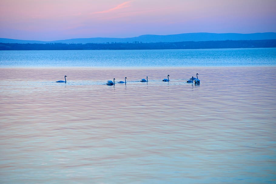 ocean view with swan, nature, outdoors, water, bird, animal, sea HD wallpaper