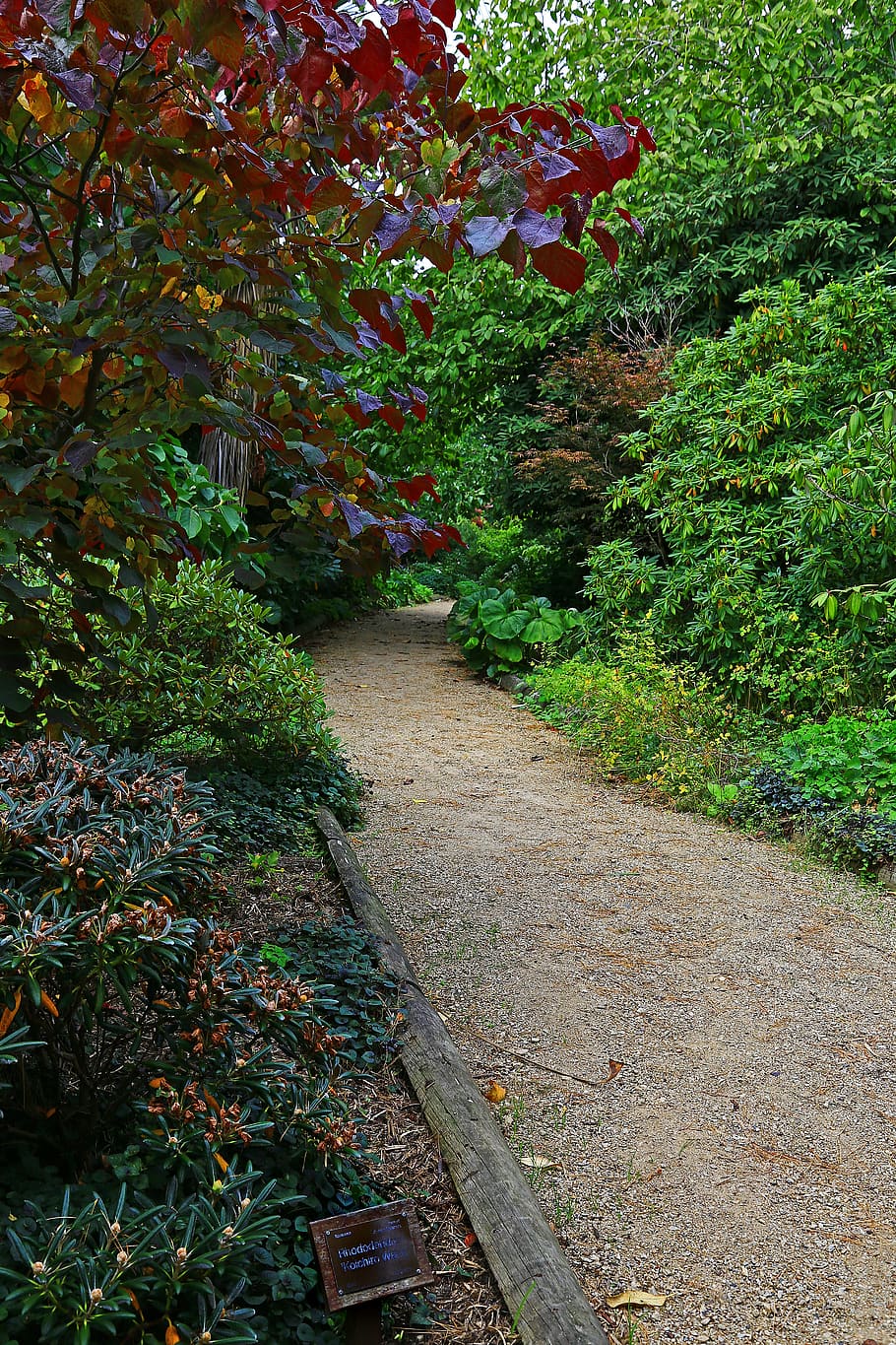 path, garden, shrrubs, trees, leafy, rhododendron, curving HD wallpaper