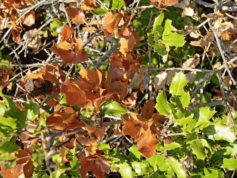 portugal, flora, leaf, plant part, day, growth, nature, no people HD wallpaper