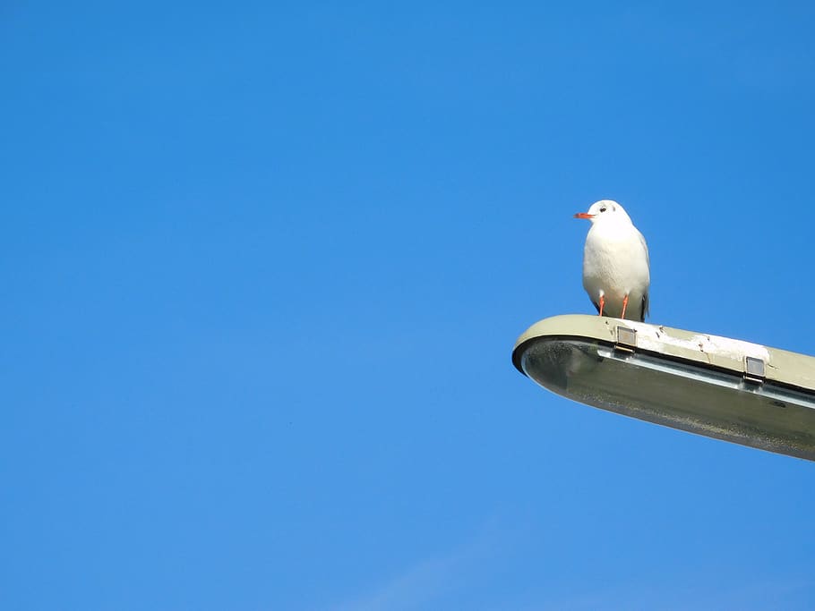 seagull, bird, lampost, blue sky, sunny, happy, vertebrate HD wallpaper