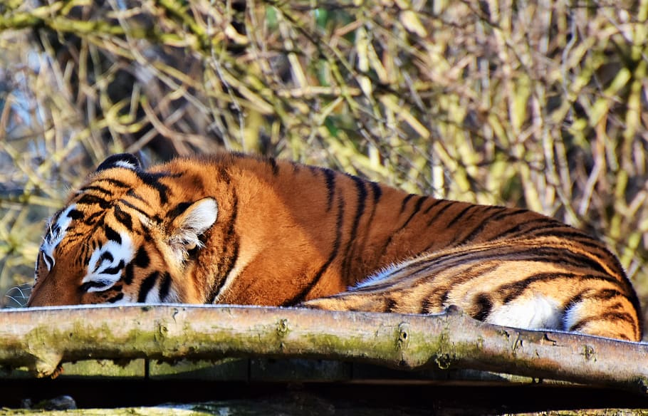 tiger, big cat, predator, wildcat, tiger head, tongue, dangerous HD wallpaper