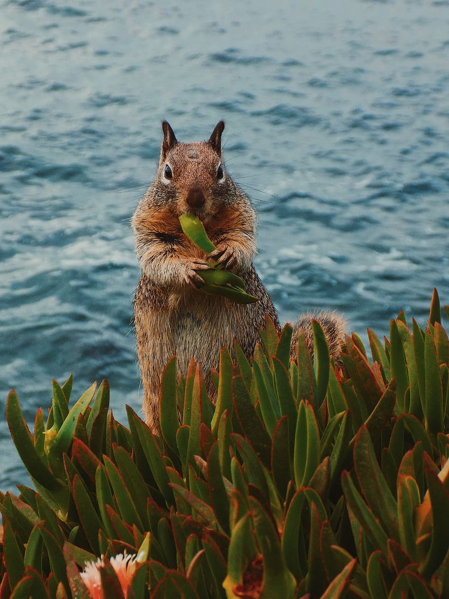 brown beaver eating green leaf, squirrel, mammal, animal, rodent HD wallpaper