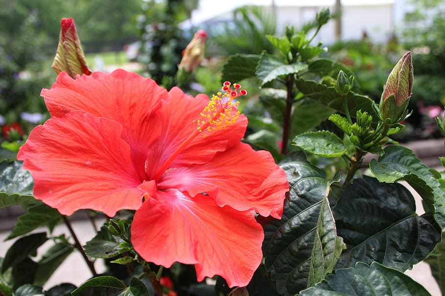 leaf, nature, garden, flora, flower, summer, flowering plant HD wallpaper