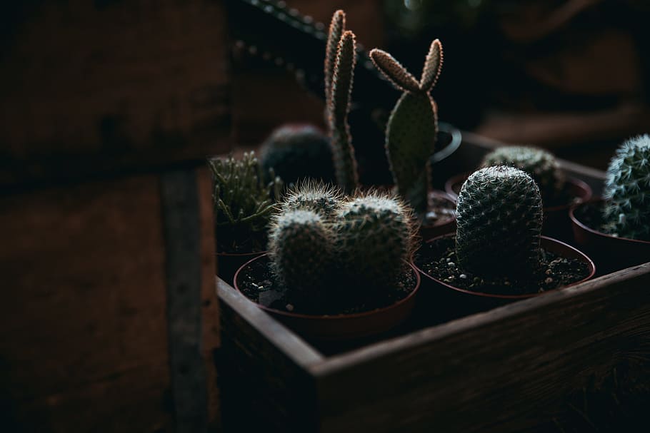 green cactus plants, cacti, sharp, spine, pot, small, decor, nature HD wallpaper