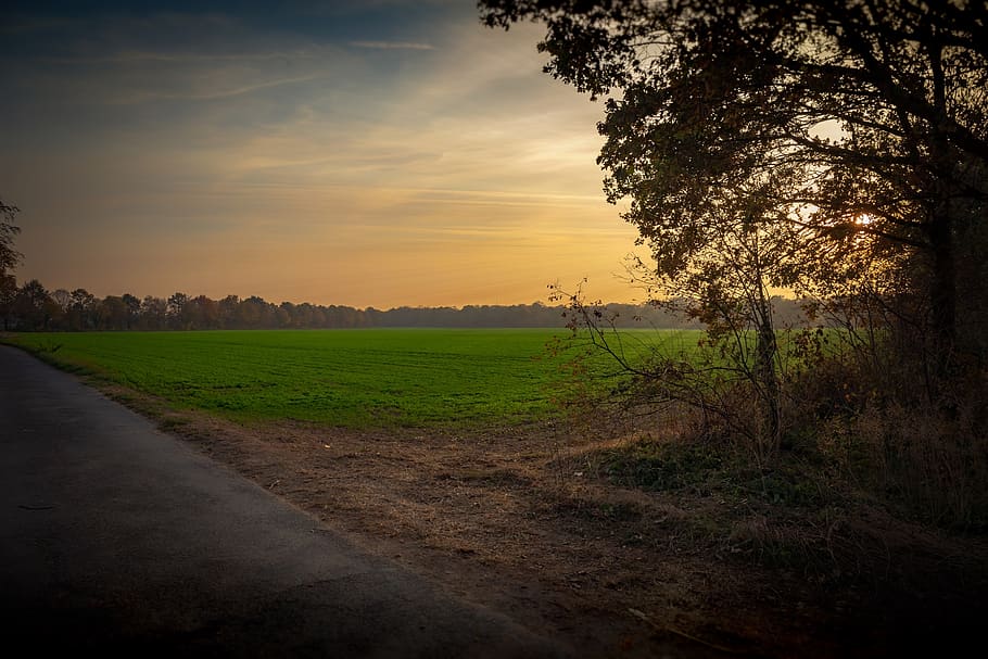 autumn, sunset, tree, landscape, sky, nature, mood, dusk, atmospheric HD wallpaper